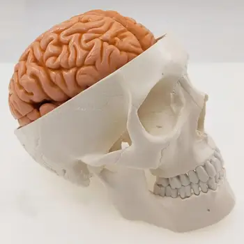 גודל חיים גולגולת אנושית 3 חלקים עם המוח 8 חלקים ממוספרים מודל עבור מחקר רפואי